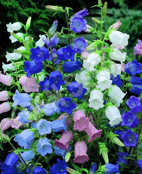 Двулетние цветы