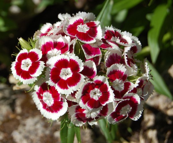 Виола Виттрока рококо