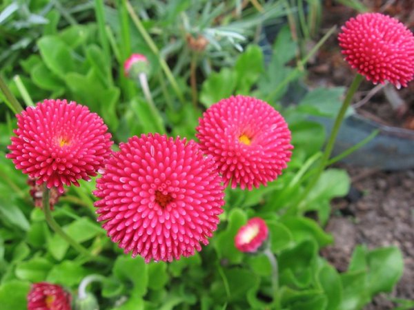 Однолетние цветковые растения