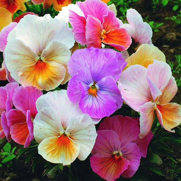 Однолетние двулетние и многолетние цветы