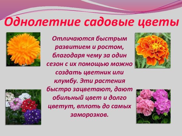 Виола Виттрока