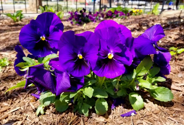 Гвоздика бородатая - Dianthus barbatus