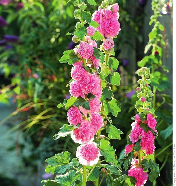 Цветники с двулетниками