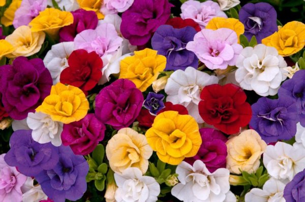 Однолетники двулетники многолетники для открытого грунта