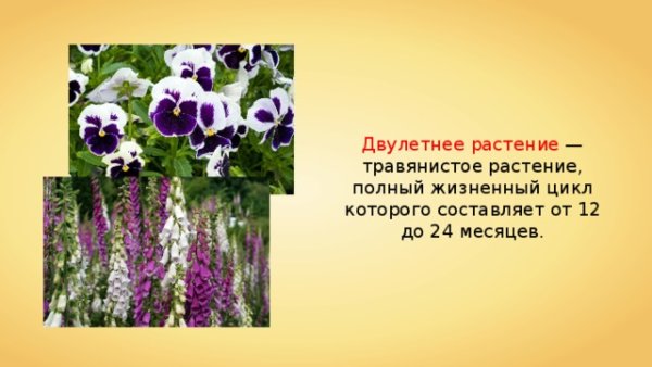 Анютины глазки с названиями