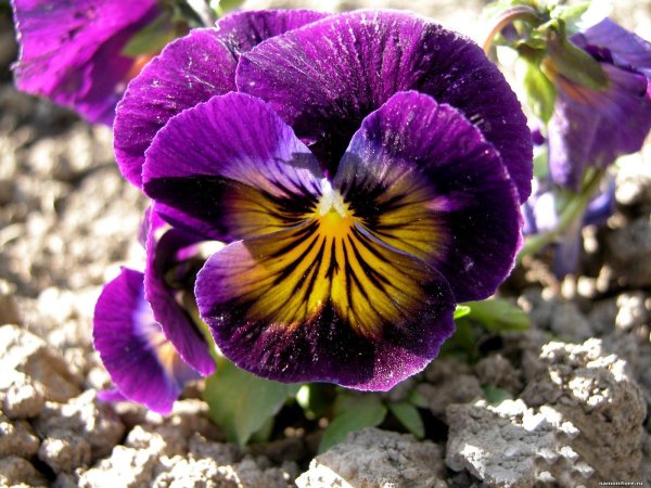 Виола Анютины глазки