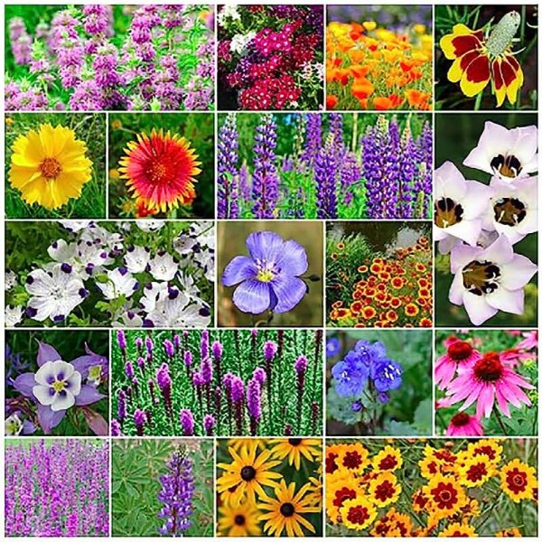 Анютины глазки маргаритки многолетние