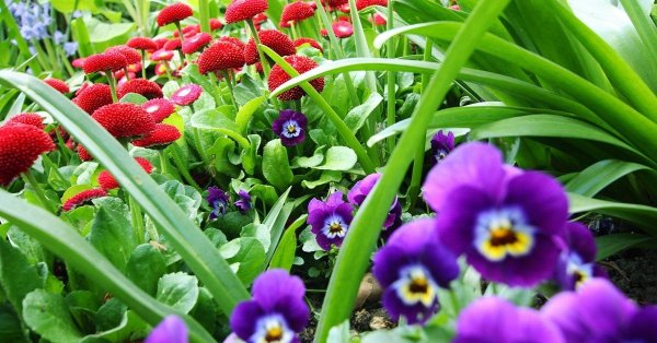 Маргаритки и примулы