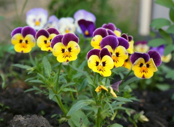 Зорька лихнис корончатый