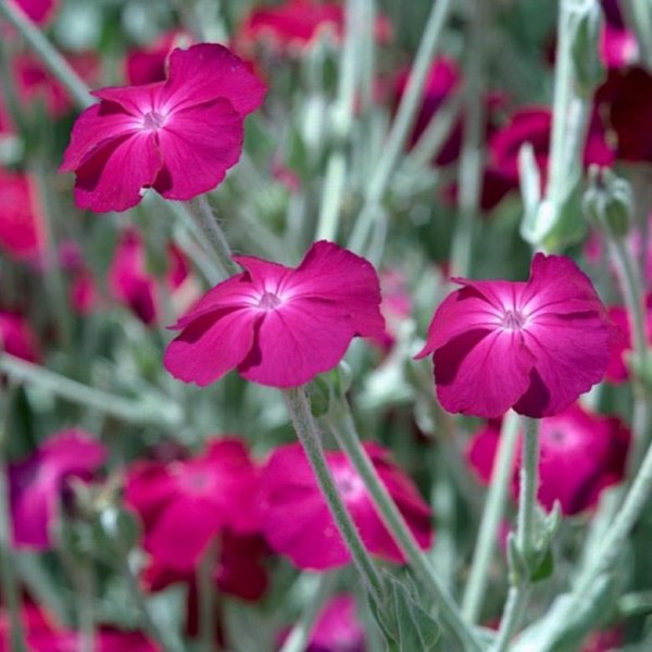 Однолетние двулетние и многолетние растения