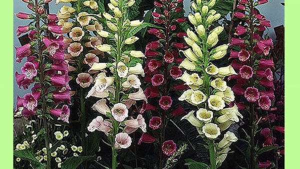 Маргаритка помпонная ред двулетник