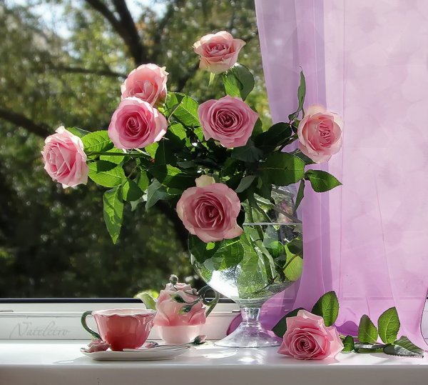 Прекрасные нежные цветы