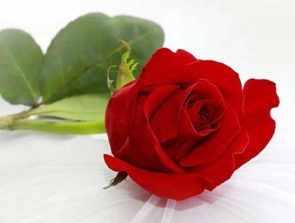 Надпись цветы