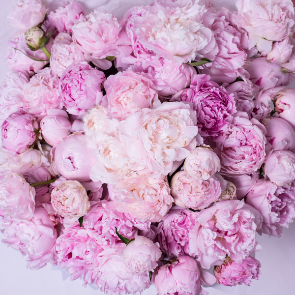 Открытки с днем рождения пионы