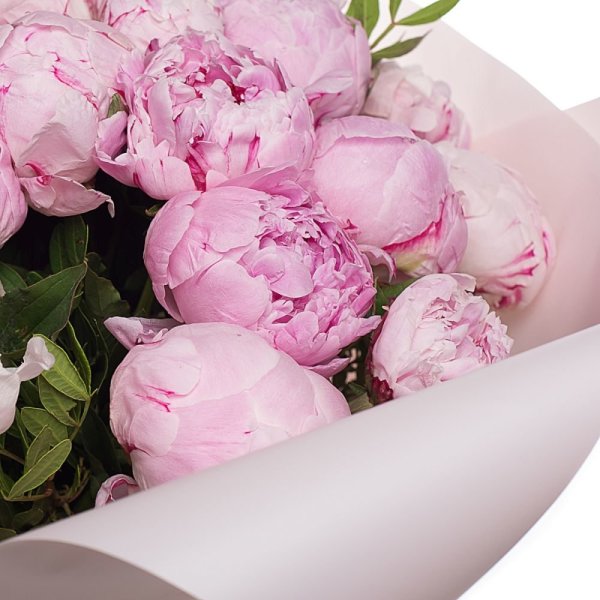 Пионы розовидные