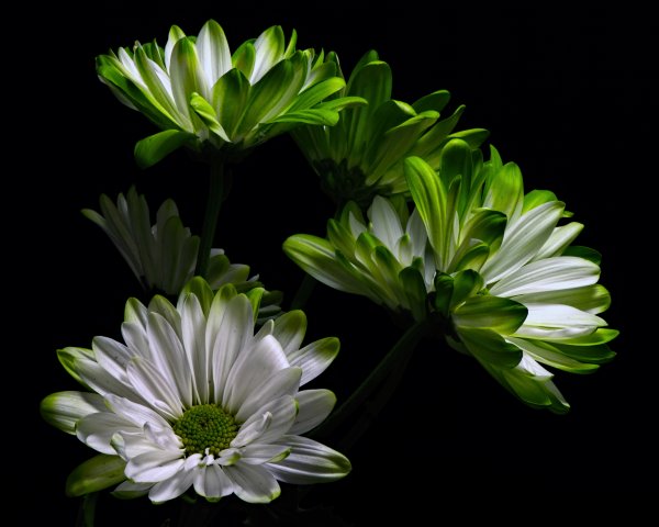 Цветы на черном фоне