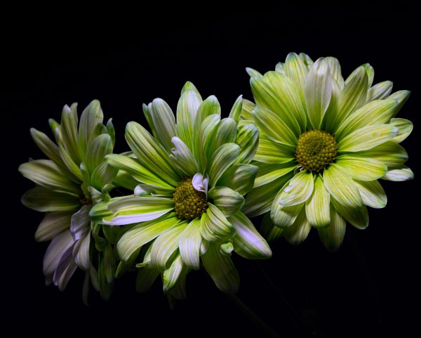 Бело зеленые хризантемы