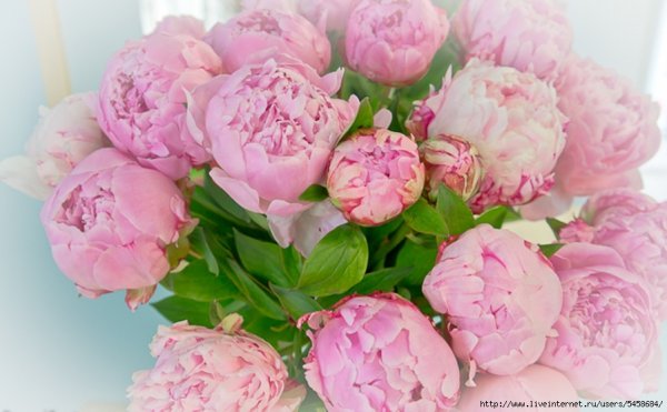 Пионы гербер