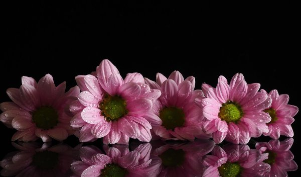 Цветы на черном фоне