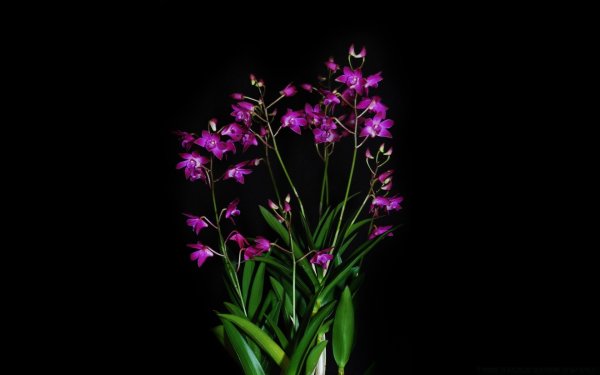 Полевые цветы на черном фоне