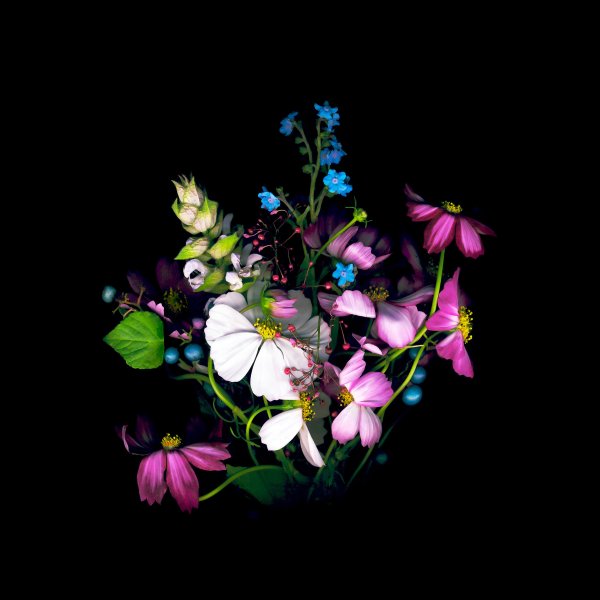 Цветы на темном фоне