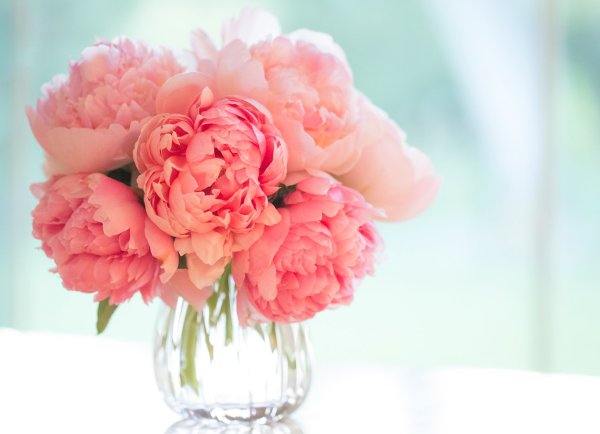 Пион пастель Элеганс