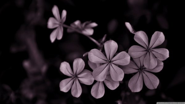 Цветы на темном фоне