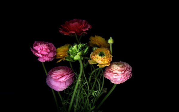 Цветы на темном фоне