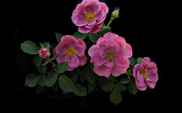 Цветы на черном фоне