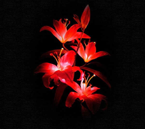 Эустома Эстетика