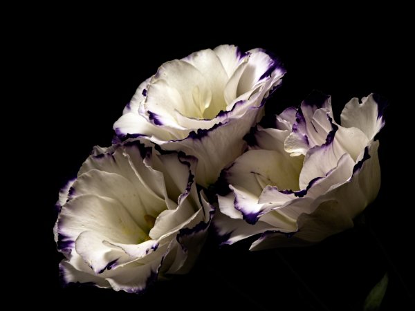 Герберы фуксия