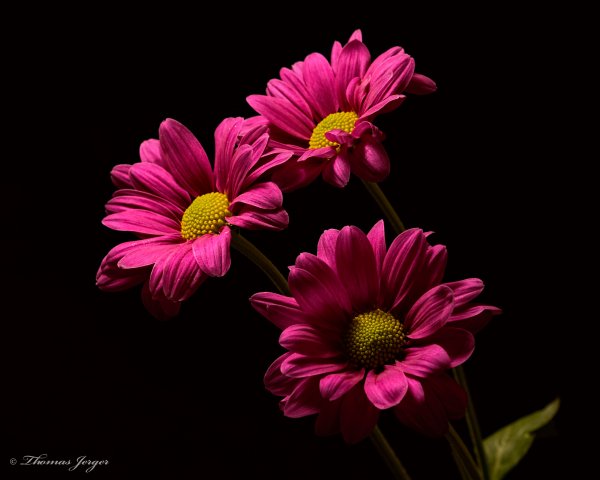 Анютины глазки цветы черные