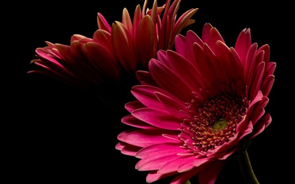 Фаленопсис Блэк стрип