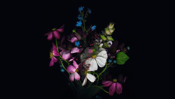 Очень красивые цветы на черном фоне