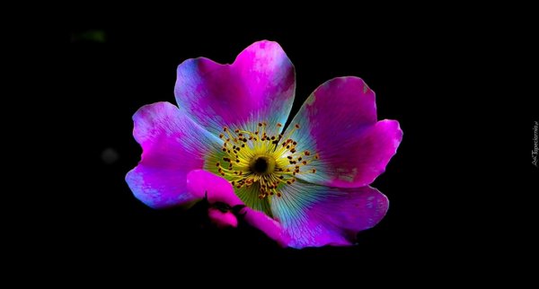 Плюмерия Вайнер