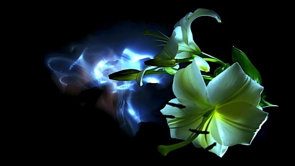 Розовые цветы на темном фоне