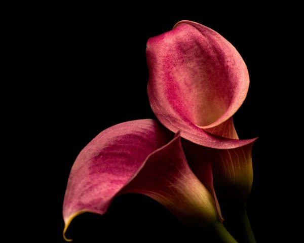 Орхидея фаленопсис голубая