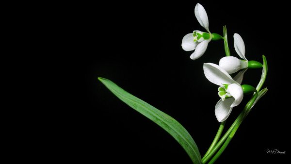 Обои на рабочий стол цветы