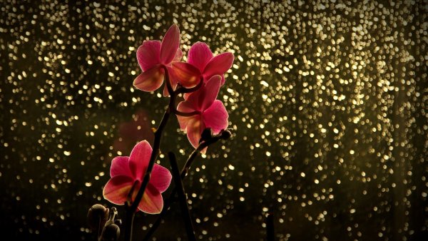 Необычные цветы на черном фоне