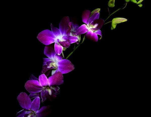 Цветы лилии на черном фоне