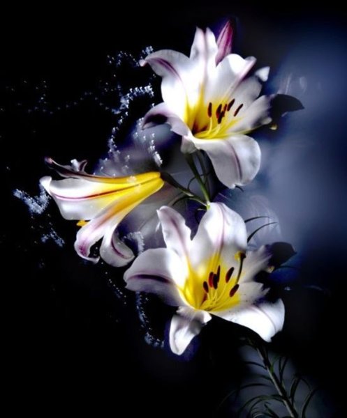 Белая роза на черном фоне