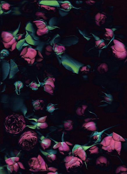 Цветы на черном фоне