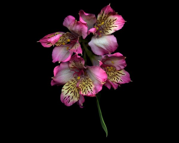 Соцветие орхидеи