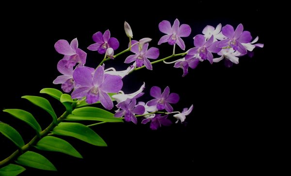 Оранжево коричневые цветы