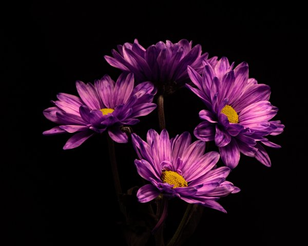 Цветы на темном фоне