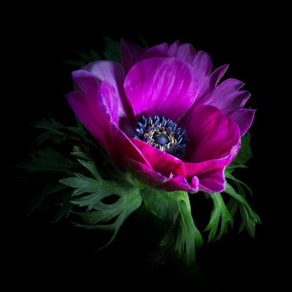 Ветка Сакуры на черном фоне