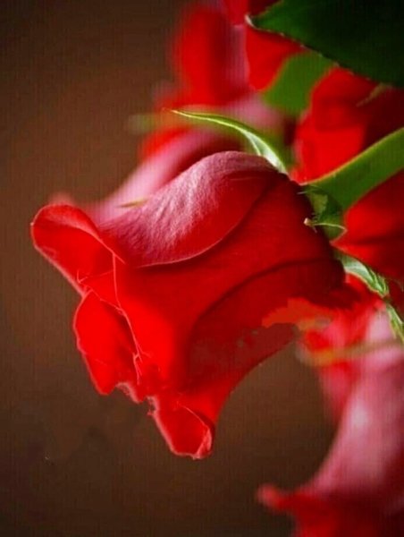 Подруге цветы для настроения