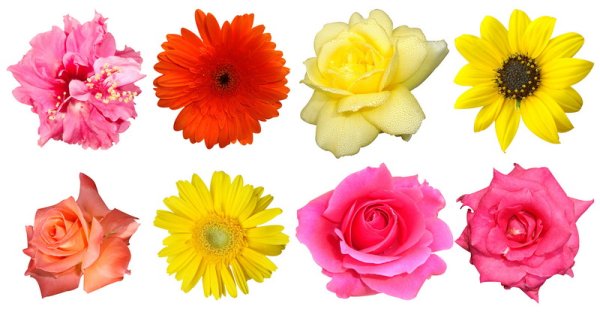 Цветочки несколько штук