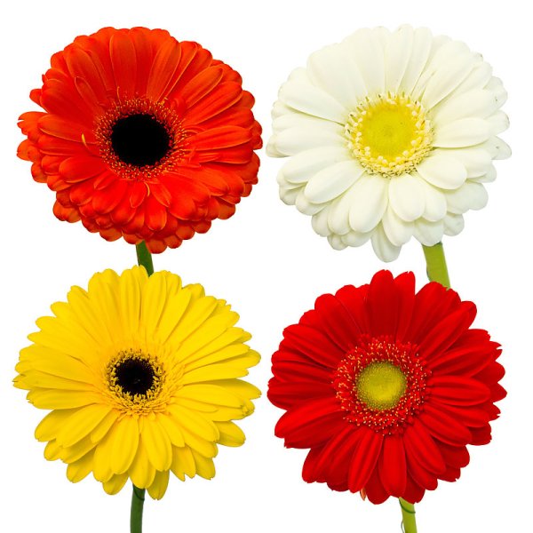 Гербера germicro Gem