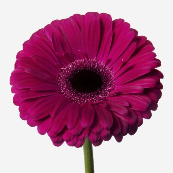 Герберы цветы фуксия